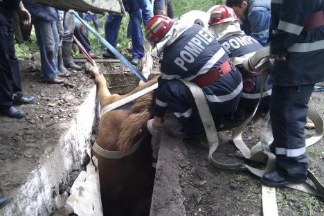 Cal căzut într-un canal, salvat de pompierii beiuşeni